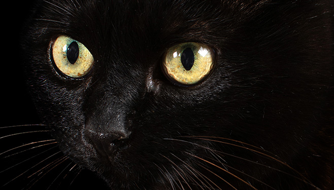 Photo animaux de compagnie